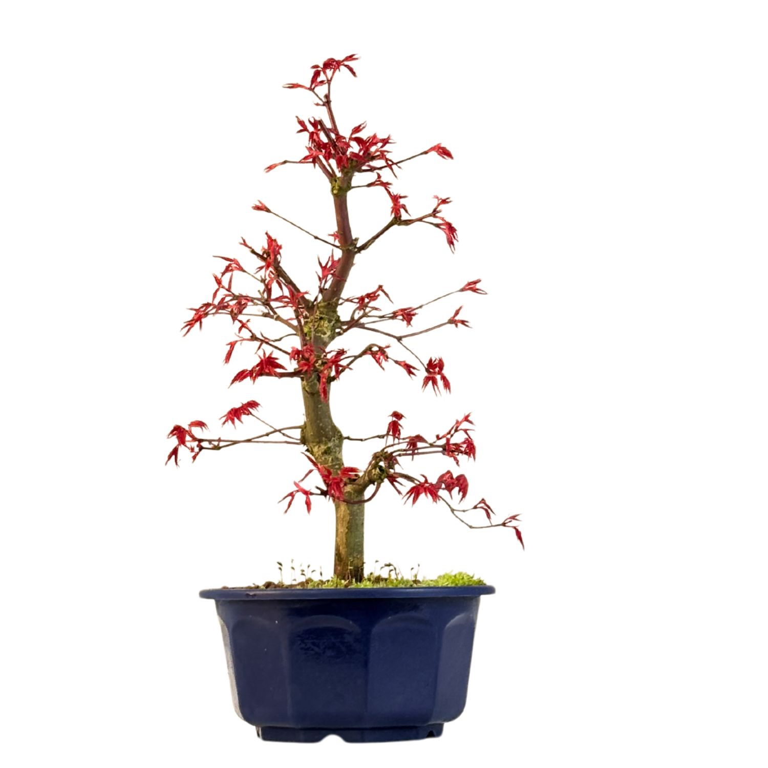 Japoniškas Acer Deshojo Bonsas P15 (Japoniškas klevukas) neskiepytas