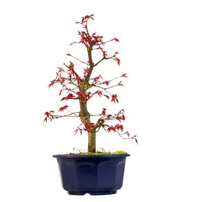 Japoniškas Acer Deshojo Bonsas P15 (Japoniškas klevukas) neskiepytas