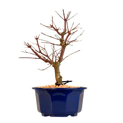Japoniškas Acer Deshojo Bonsas P15 (Japoniškas klevukas) neskiepytas