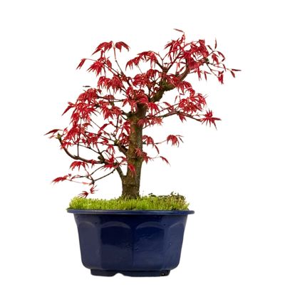 Japoniškas Acer Deshojo Bonsas P15 (Japoniškas klevukas) neskiepytas