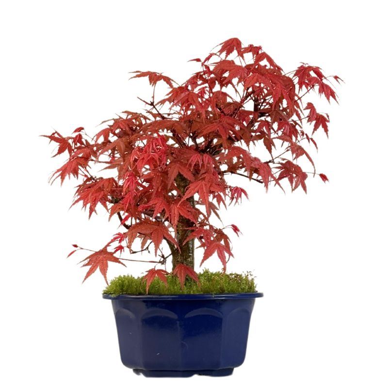 Japoniškas Acer Deshojo Bonsas P15 (Japoniškas klevukas) neskiepytas