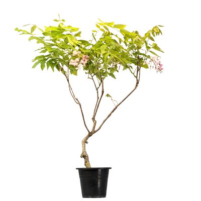 Raudona Japoniška Visterija Floribunda (Wisteria Floribunda) P17