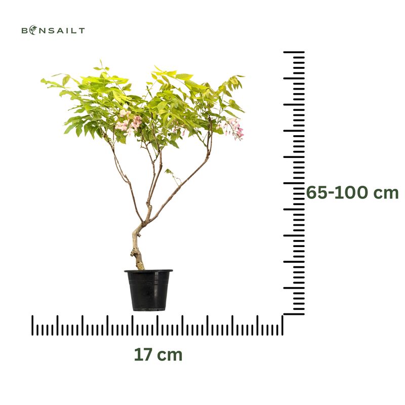 Raudona Japoniška Visterija Floribunda (Wisteria Floribunda) P17