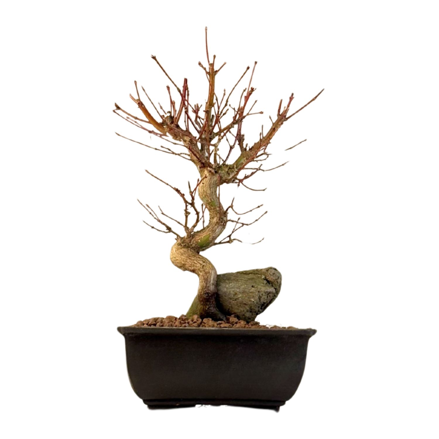 Bonsai Klevas ant uolos (Acer palmatum) P15