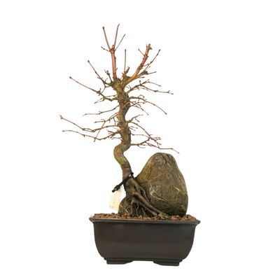 Bonsai Klevas ant uolos (Acer palmatum) P15