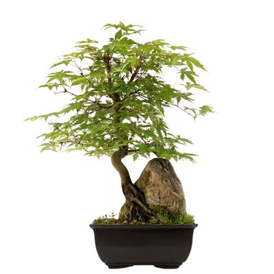 Bonsai Klevas ant uolos (Acer palmatum) P15