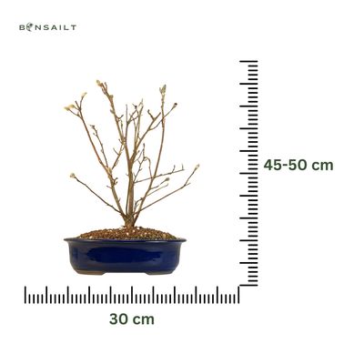 Magnolija bonsai P30