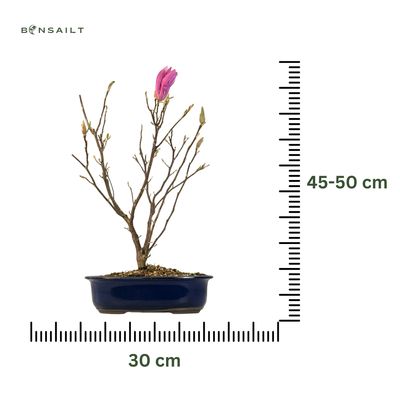Magnolija bonsai P30