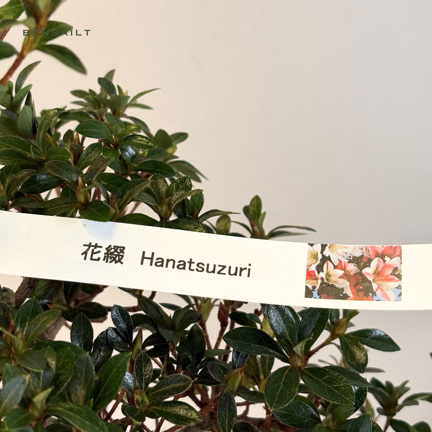 Japoniška Satsuki Azalija 