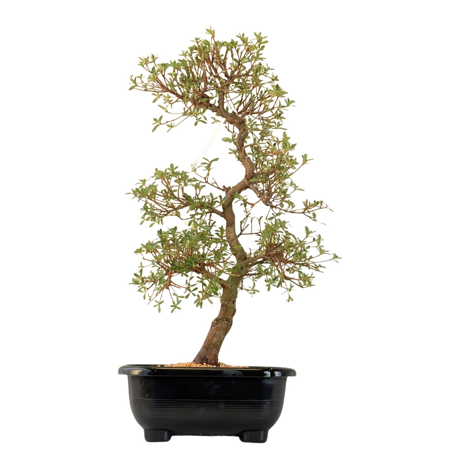 Japoniška Satsuki Azalija "Ruka" P32