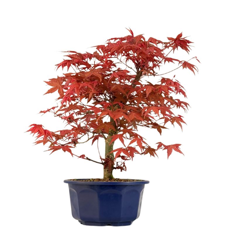 Japoniškas Acer Deshojo Bonsas P15 (Japoniškas klevukas) neskiepytas
