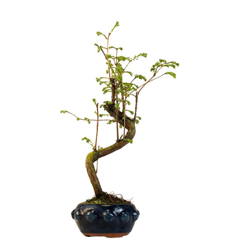 Metasequoia bonsai P12