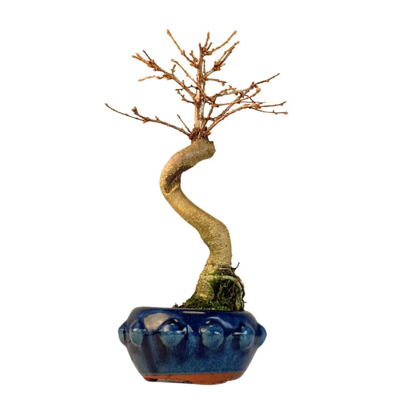 Pseudolarix Bonsai (Auksinis maumedis) P12