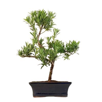 Podocarpus P20 S