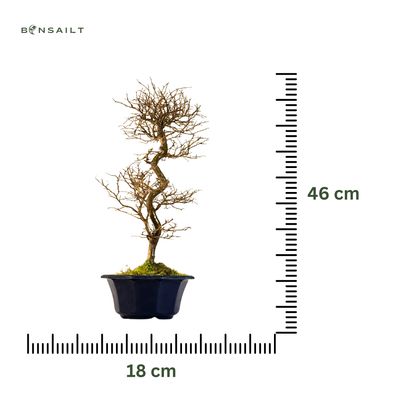 Japoniška Guoba (Cork bark Ulmus Parvifolija) 🇯🇵 P18