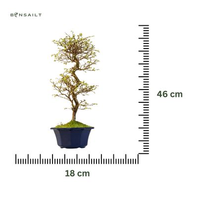 Japoniška Guoba (Cork bark Ulmus Parvifolija) 🇯🇵 P18