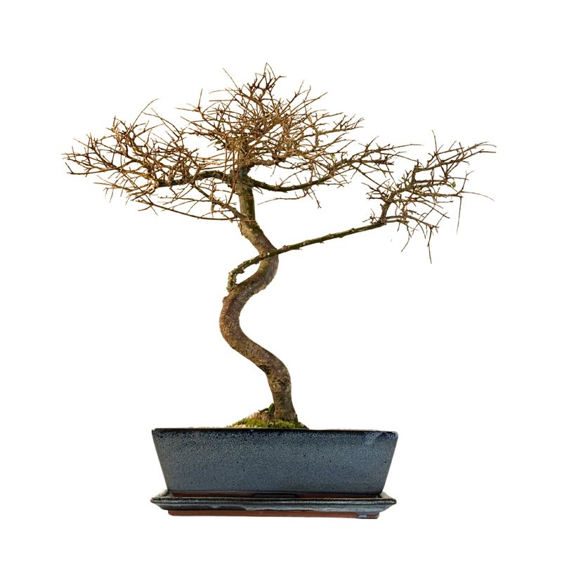 Chinese elm bonsai - Kiniška guoba P30 Chinese elm bonsai - Kiniška guoba P30