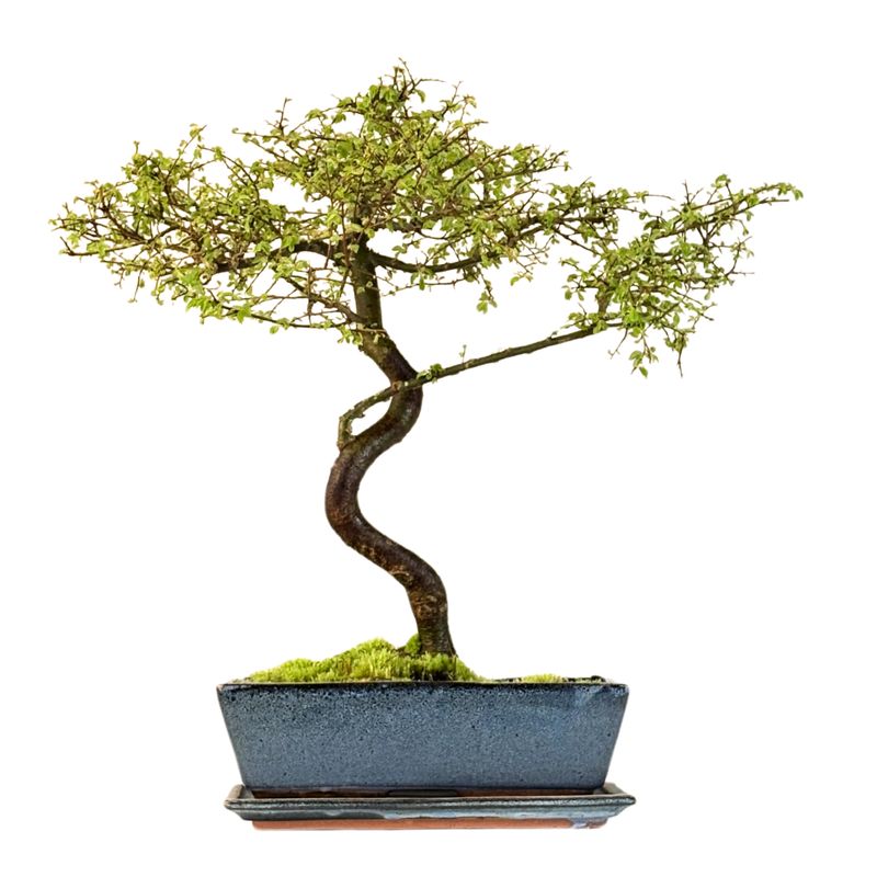 Chinese elm bonsai - Kiniška guoba P30
