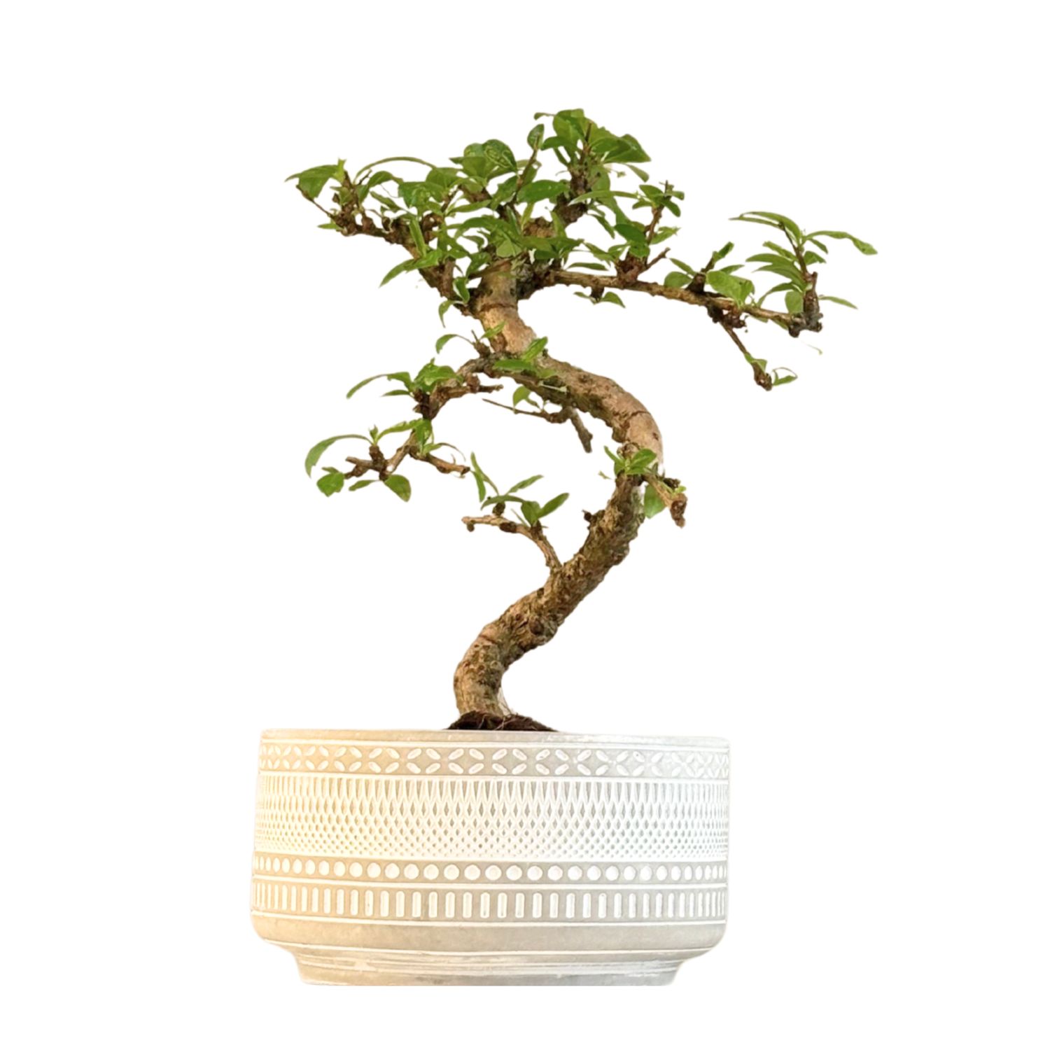 Carmona Bonsai S formos Arbatmedis P20