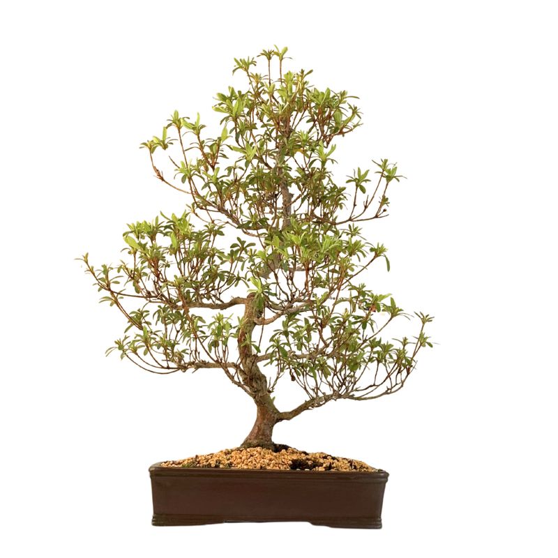 Japoniška Satsuki Azalija "Nanbanishiki" P30