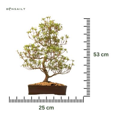 Japoniška Satsuki Azalija "Nanbanishiki" P30