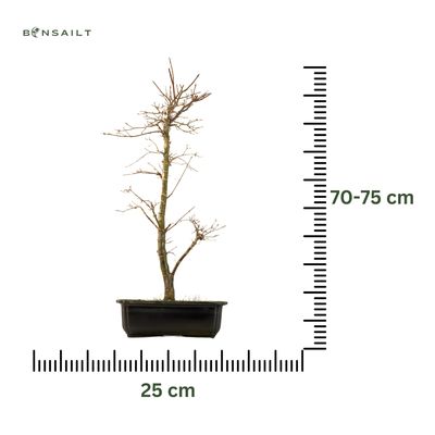 Acer Palmatum Deshojo Bonsai P25