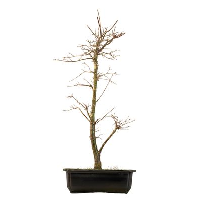 Acer Palmatum Deshojo Bonsai P25
