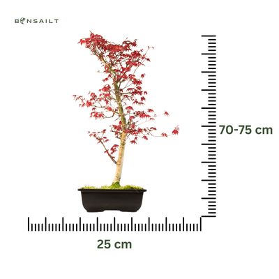 Acer Palmatum Deshojo Bonsai P25