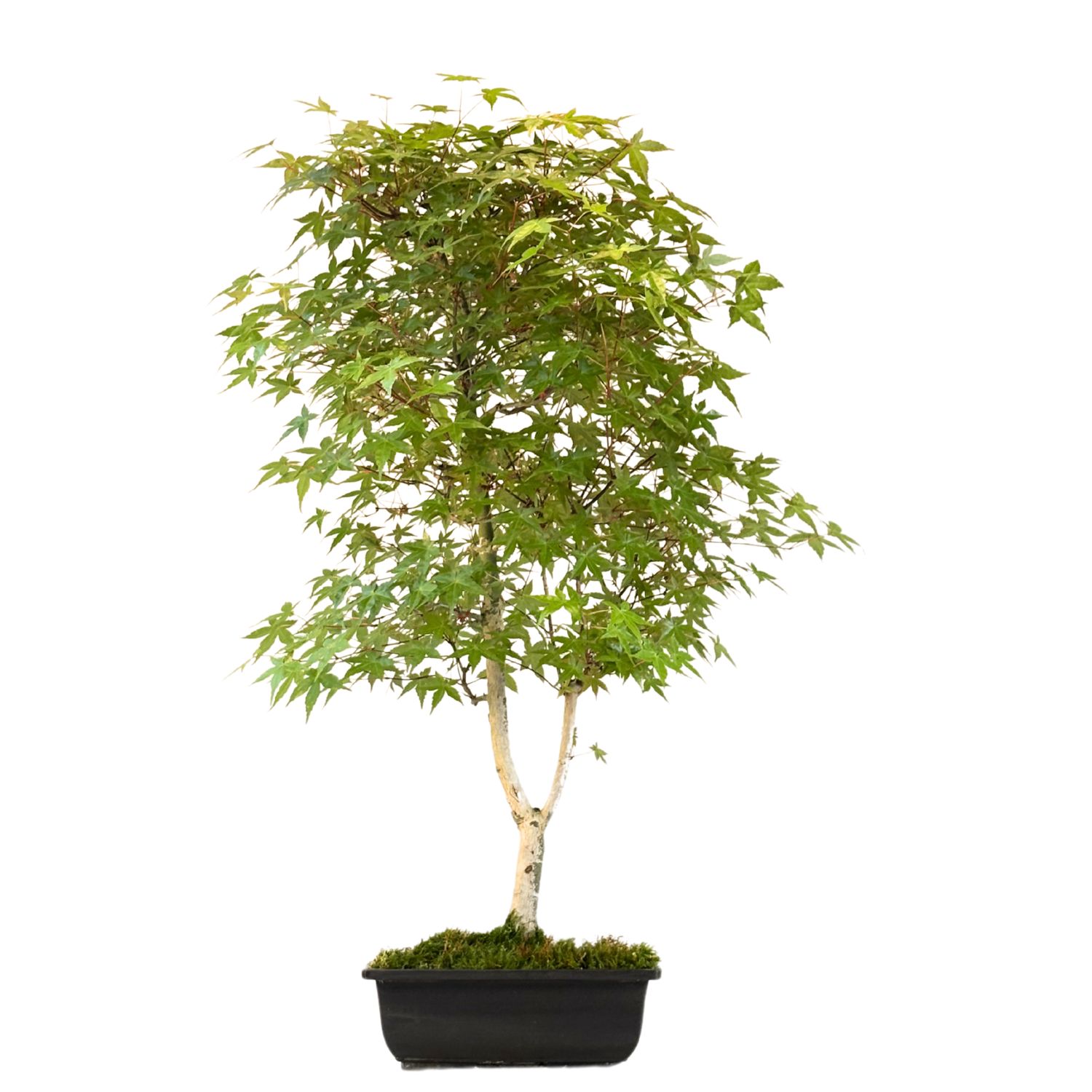 Acer Palmatum Deshojo Bonsai P25