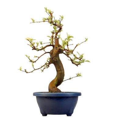Pseudocydonia bonsai (Kininis svarainis) iš Japonijos P22