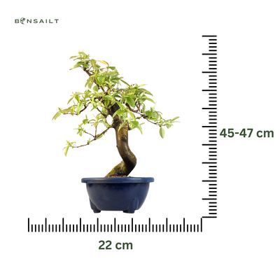 Pseudocydonia bonsai (Kininis svarainis) iš Japonijos P22