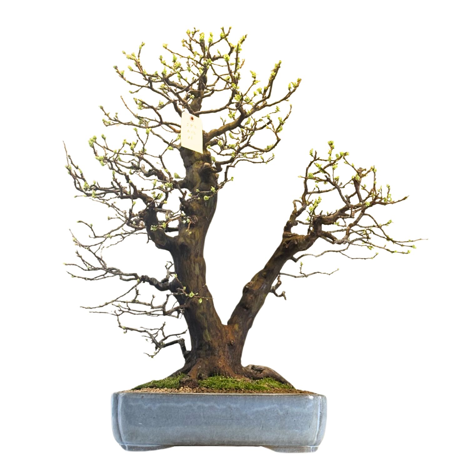 Pseudocydonia bonsai (Kininis svarainis) iš Japonijos P45