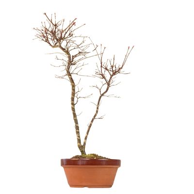 Acer Palmatum Deshojo Bonsai P20