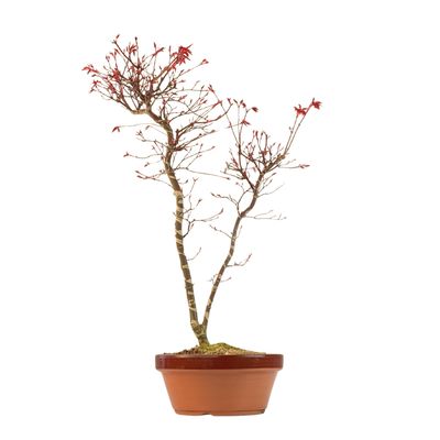 Acer Palmatum Deshojo Bonsai P20 Acer Palmatum Deshojo Bonsai P20