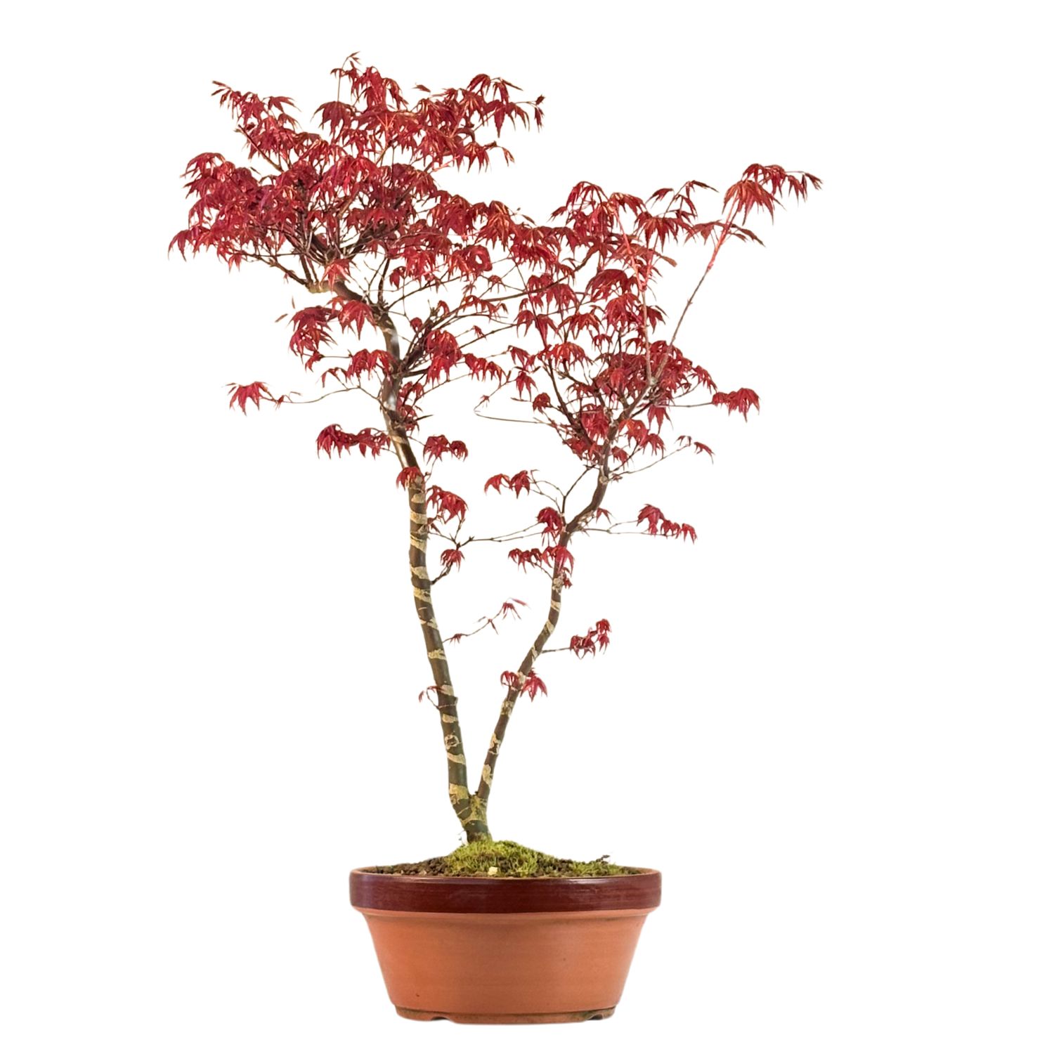 Acer Palmatum Deshojo Bonsai P20