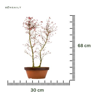 Acer Palmatum Deshojo Bonsai P30