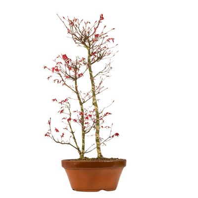 Acer Palmatum Deshojo Bonsai P25 Acer Palmatum Deshojo Bonsai P25