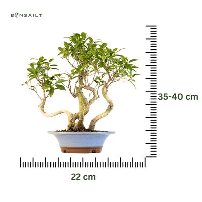 Ficus Bonsai S formos P22 5x miškelis