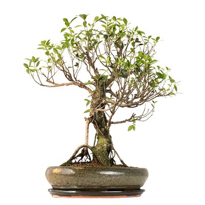 Ficus Bonsai P40 (1) Ficus Bonsai P40 (1)