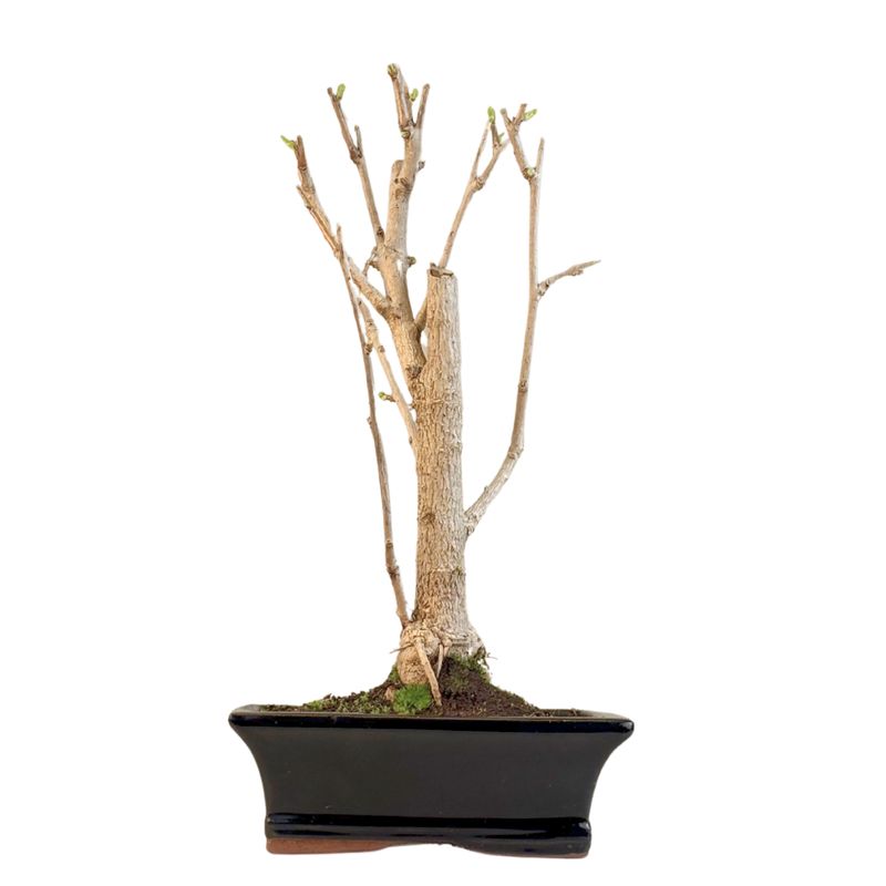 Japoniškas Dviskiautis ginkmedis P20