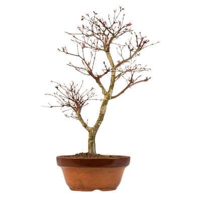 Acer Palmatum Deshojo Bonsai P20
