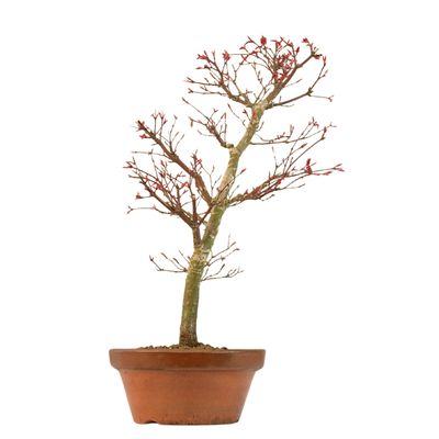 Acer Palmatum Deshojo Bonsai P20 Acer Palmatum Deshojo Bonsai P20