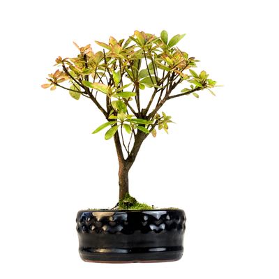 Azalija rožiniais žiedais (Rhododendron) bonsai P12