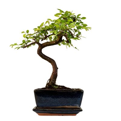 Chinese elm Bonsai - Kiniška guoba  P15