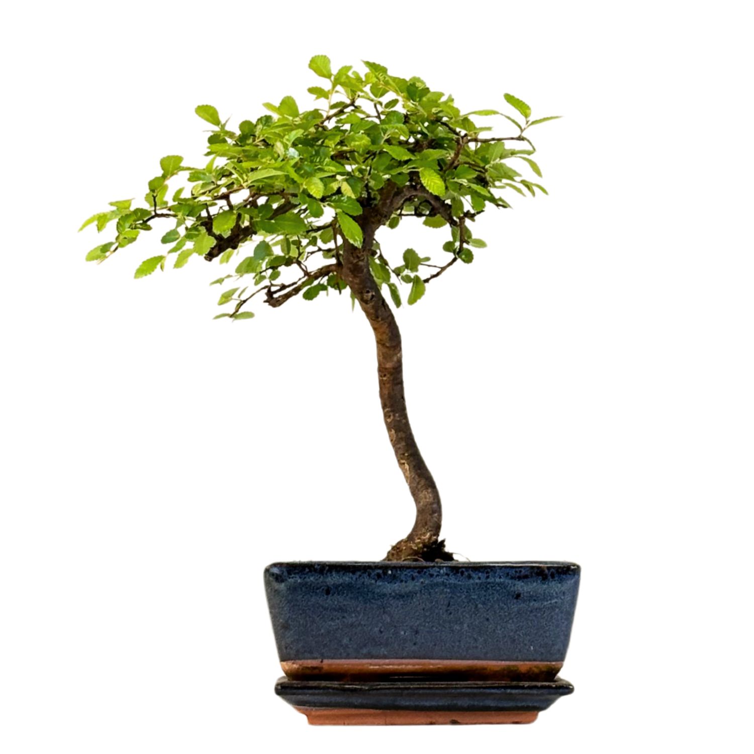 Chinese elm Bonsai - Kiniška guoba  P15