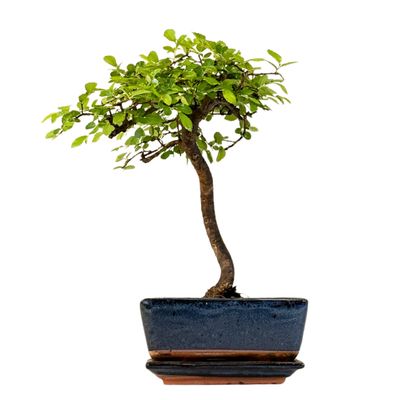 Chinese elm Bonsai - Kiniška guoba  P15
