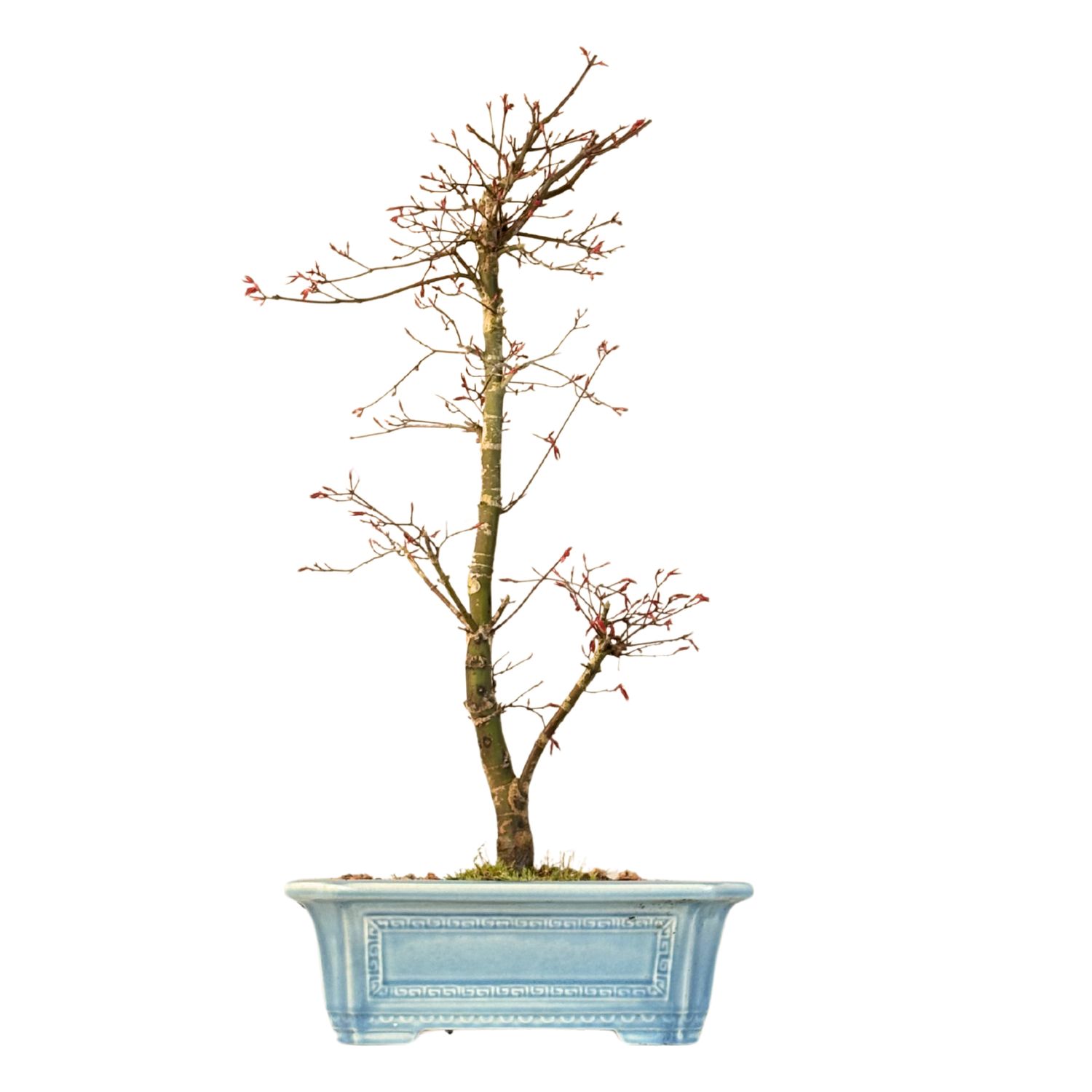 Acer Palmatum Deshojo Bonsai P32