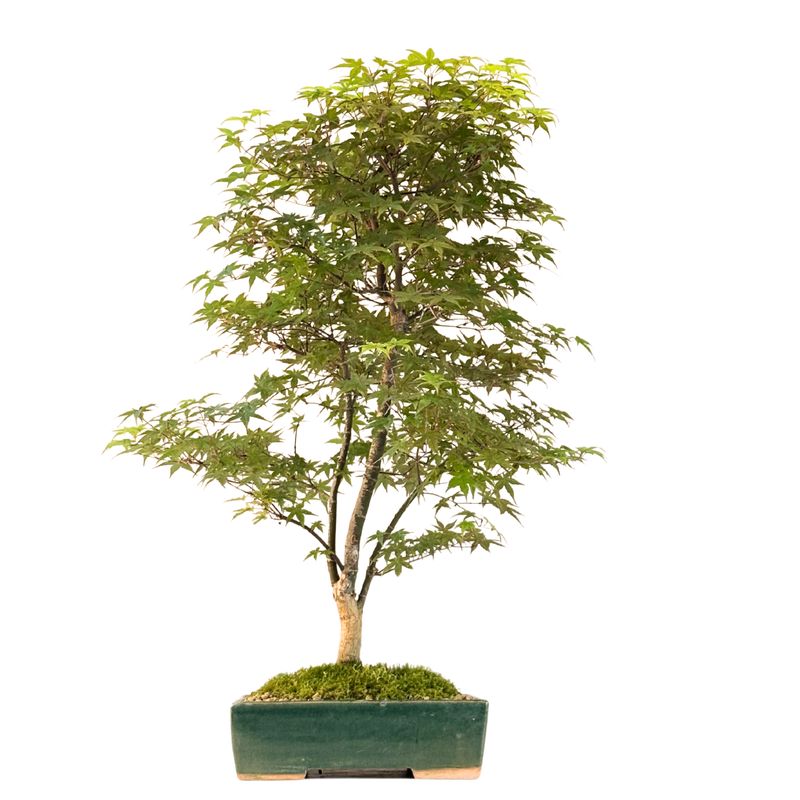 Acer Palmatum Deshojo Bonsai P25