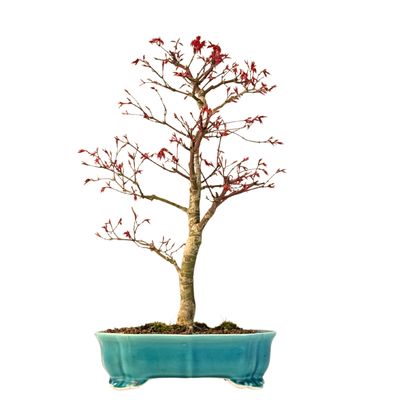 Acer Palmatum Deshojo Bonsai P24