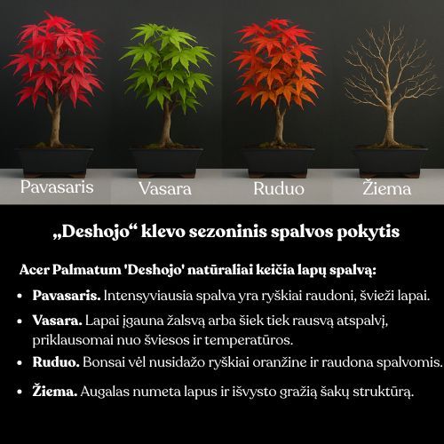 Acer Palmatum Deshojo Bonsai P26